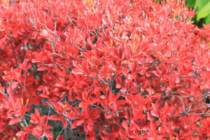 Blog_2010_11_001.JPG