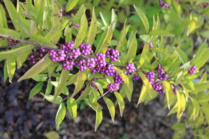 Blog_2010_11_003.JPG