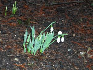 snowdrops_01.jpg