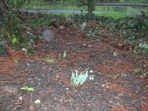 snowdrops_02.jpg