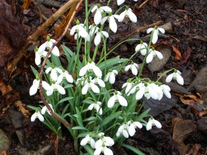 snowdrops_03.JPG