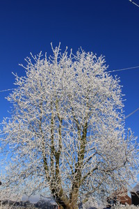 twie_002.JPG