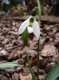 Snowdrop_01.JPG