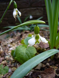 Snowdrop_02.JPG