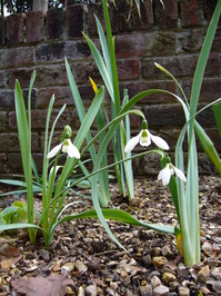 Snowdrop_03.JPG