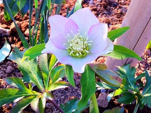 Helleborus_orientalis_01.jpg