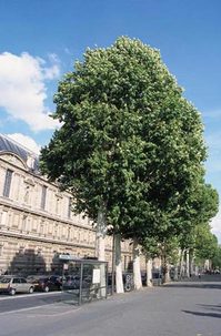 Platanus_hispanica_01.jpg