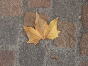Toulouse_10.jpg