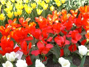 Tulipa_0017.JPG