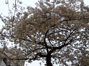 Yasukuni_street_02.jpg