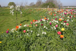 IBC_garden_no.4_04.JPG