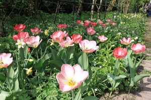 IBC_garden_no.5_02.JPG