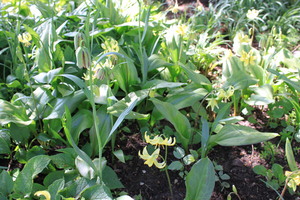 IBC_garden_no.5_04.JPG