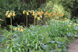 IBC_garden_no.6_03.JPG