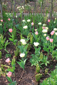 IBC_garden_no.6_04.JPG