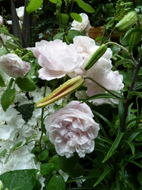 Redoute_0530_03.JPG