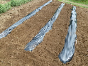 Veg01.JPG