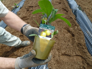 Veg04.JPG