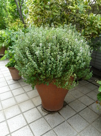 BalconyPots_01.JPG