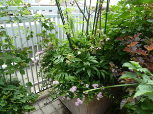 BalconyPots_03.JPG