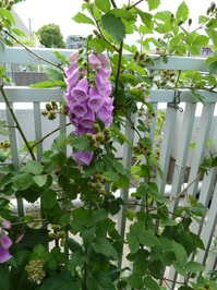 BalconyPots_05.JPG