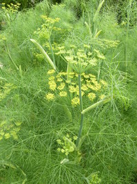 MarksGarden_0609_04.JPG