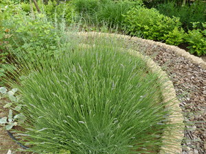 MarksGarden_0609_05.JPG