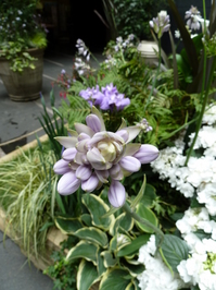 Redoute_0607_05.JPG