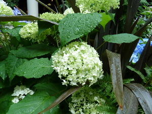 Redoute_0621_02.JPG