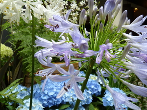 Redoute_0621_03.JPG