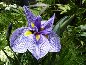 Redoute_0621_04.JPG