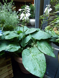 Redoute_0621_08.JPG