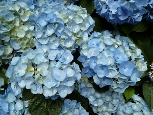 Redoute_0623_03.JPG