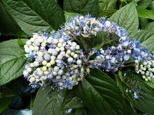 Redoute_0623_04.JPG