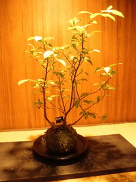 MossBalls_04.JPG