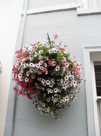 ShopHB_04.JPG