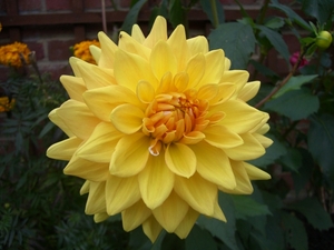 Dahlia_01.JPG