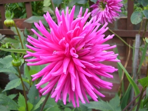 Dahlia_02.JPG