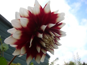 Dahlia_03.JPG