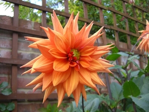 Dahlia_04.JPG