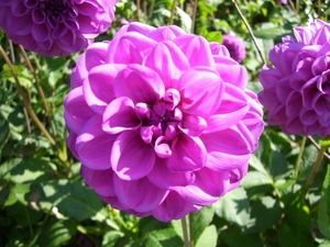 Dahlia_06.JPG