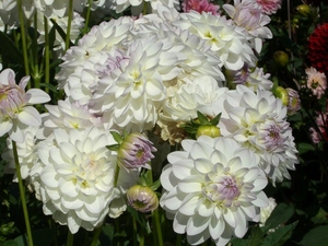 Dahlia_07.JPG