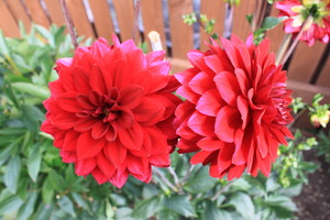 Dahlia_08.JPG
