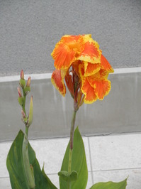 Ebina_0730_04.JPG