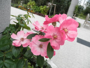 Ebina_0730_05.JPG
