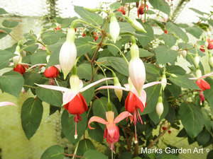 Fuchsia_01'Celia-Smedley'.JPG