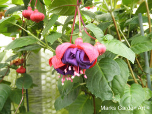 Fuchsia_02'Dark-Eyes'.JPG