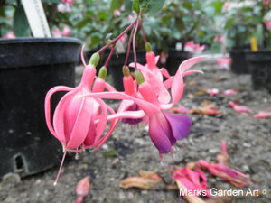 Fuchsia_03'Money-Spinner-'.JPG