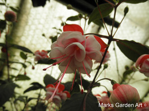 Fuchsia_04'Pink-Quartette'.JPG