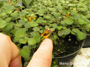 Fuchsia_05'Rocumbens'.JPG